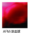 AFM/赤血球